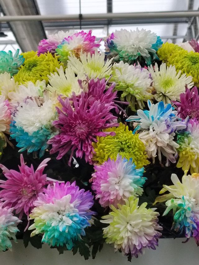 秋日賞菊絕佳地 秋日賞菊絕佳地