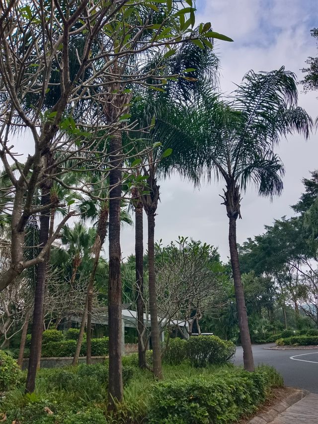 躲進觀瀾湖的秋天這份打卡攻略太治癒了! 躲進觀瀾湖的秋天這份打卡攻略太治癒了!