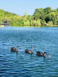 歡迎來銀杏湖遊玩