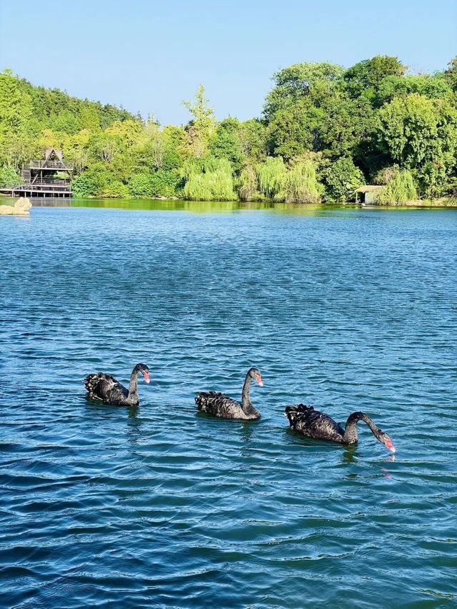 歡迎來銀杏湖遊玩