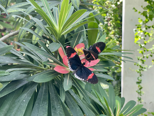 蝴蝶與自然溫室 Key West