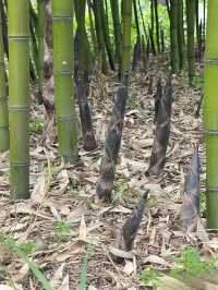 枕山聽水！皖南紅杉林 + 免費挖筍美宿