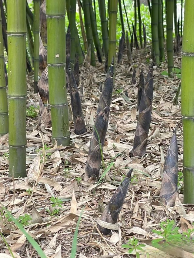 枕山聽水！皖南紅杉林 + 免費挖筍美宿