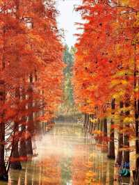 11月限定洪澤湖濕地水杉紅了無人機實拍真殺瘋了