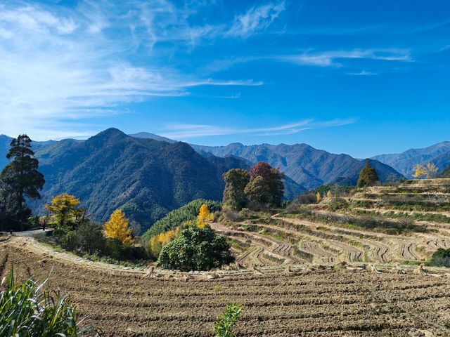 紅葉指南村！這片銀杏林美到犯規