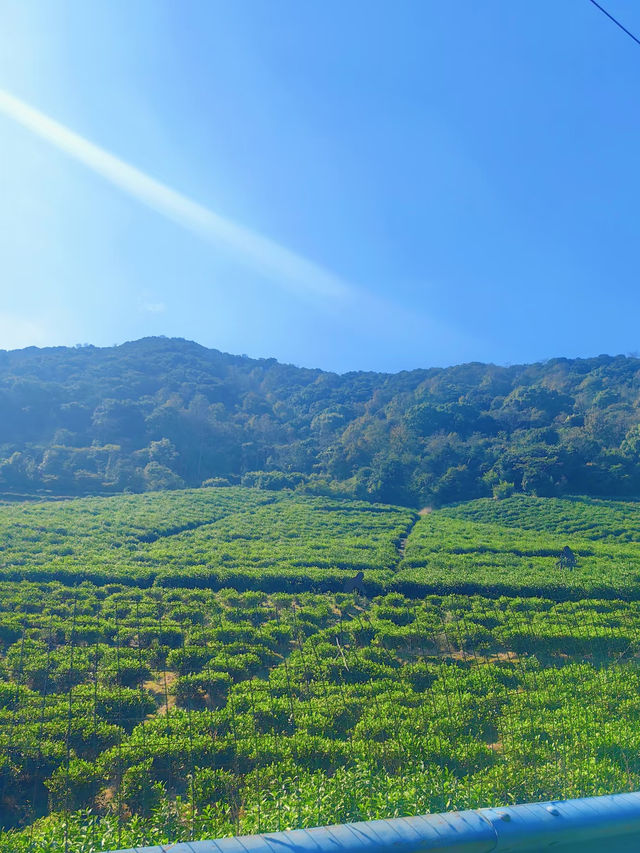 上海3h直達!初冬闖入畫龍村,在浙東古道邂逅瀑布梯田與治癒 上海3h直達!初冬闖入畫龍村,在浙東古道邂逅瀑布梯田與治癒