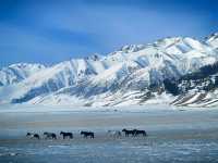 賽里木湖攀登記｜松樹頭，人生最驚險的下山路
