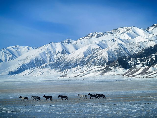 賽里木湖攀登記｜松樹頭，人生最驚險的下山路