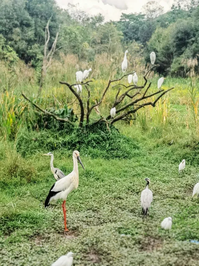 雲南普洱太陽河森林公園 雲南普洱太陽河森林公園
