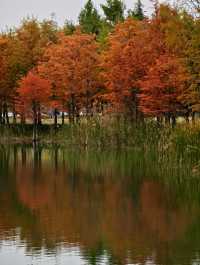 11.24實拍！上海賞秋！三林濱江城市森林！