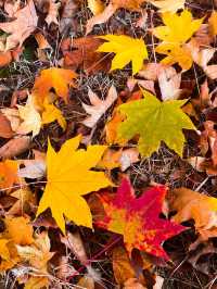 瀋陽必爬棋盤山攻略