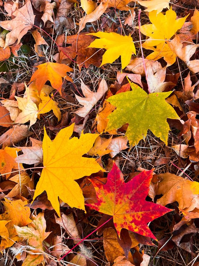 瀋陽必爬棋盤山攻略 瀋陽必爬棋盤山攻略