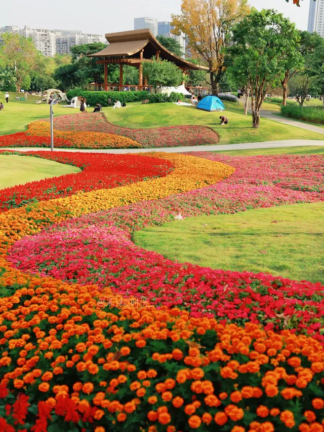 深圳地鐵直達的彩虹花海!這個公園太寶藏 深圳地鐵直達的彩虹花海!這個公園太寶藏