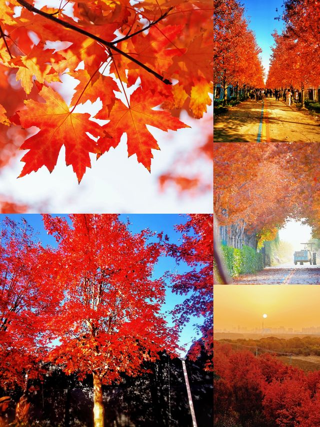 陽澄湖楓葉真的美到窒息超詳細攻略來啦 深秋的蘇州 簡直是人間天堂 除了人山人海的天 陽澄湖楓葉真的美到窒息超詳細攻略來啦 深秋的蘇州 簡直是人間天堂 除了人山人海的天