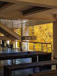 魔都銀杏季必打卡局門路露台機位全攻略|附路線圖