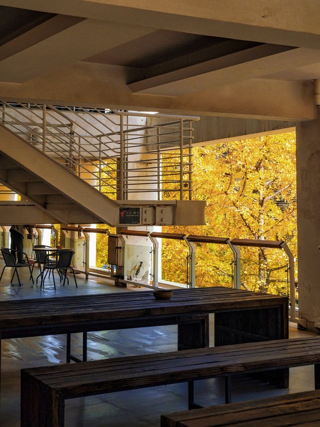 魔都銀杏季必打卡局門路露台機位全攻略|附路線圖 魔都銀杏季必打卡局門路露台機位全攻略|附路線圖