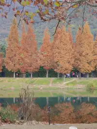 貴陽初冬·唯一想去無數次的公園