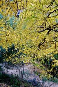 最美銀杏古村拍大片