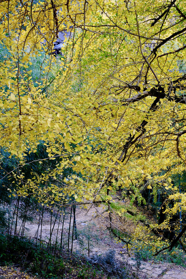 最美銀杏古村拍大片 最美銀杏古村拍大片