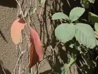 什麼?!莫蘭迪色古城!你是說!喀什古城