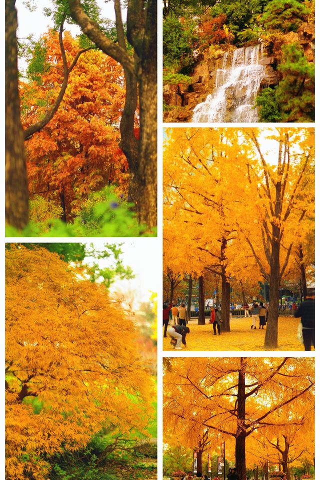 上海小京都這片楓葉階梯美到窒息!人少速來! 上海小京都這片楓葉階梯美到窒息!人少速來!