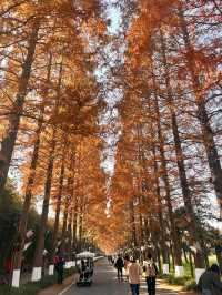 秋日黃海森林絕美打卡