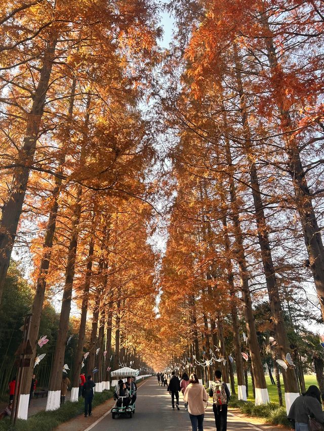 秋日黃海森林絕美打卡 秋日黃海森林絕美打卡