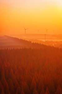 江蘇這片紅杉秘境美炸了!12月最佳觀賞期僅剩2週