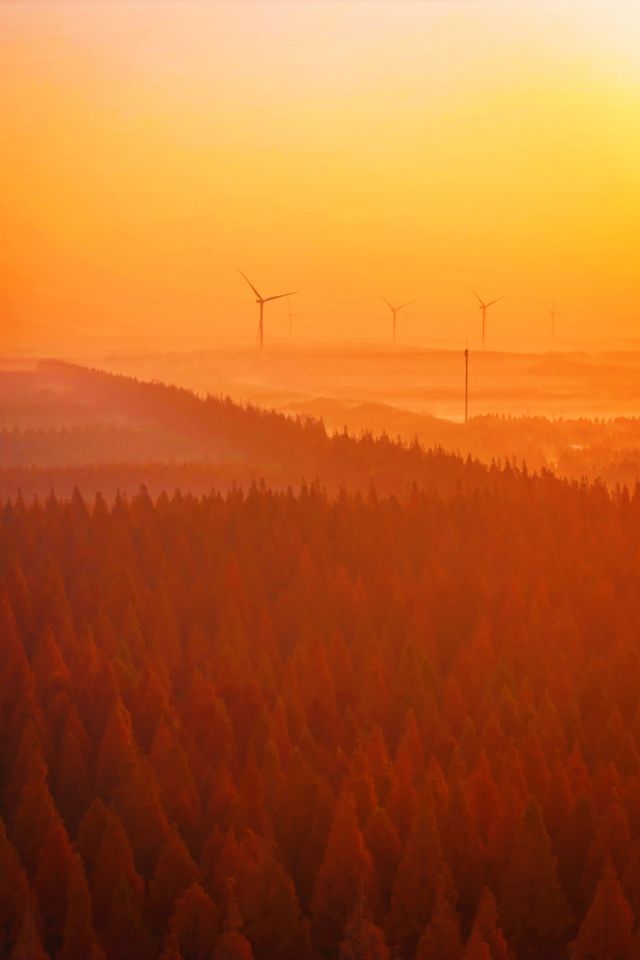 江蘇這片紅杉秘境美炸了!12月最佳觀賞期僅剩2週 江蘇這片紅杉秘境美炸了!12月最佳觀賞期僅剩2週