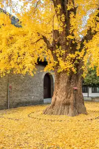 揚州的秋色真的值得專程去一趟