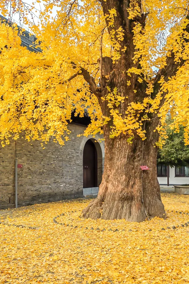揚州的秋色真的值得專程去一趟
