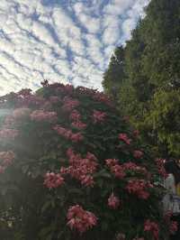 華南植物園拍照吸氧全攻略｜逃離城市計劃來啦