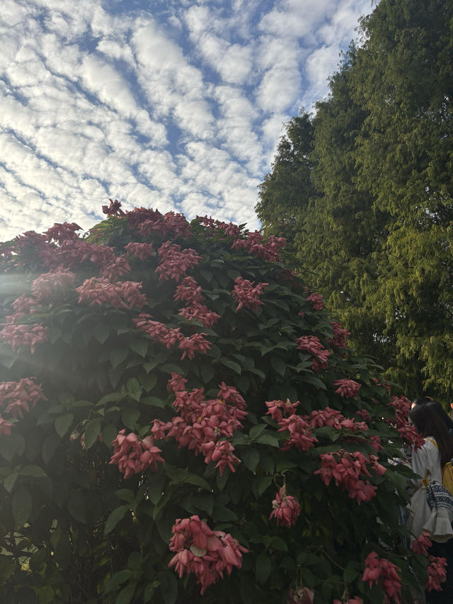 華南植物園拍照吸氧全攻略｜逃離城市計劃來啦