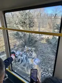 哈爾濱東北虎林園半日遊！！（內含攻略）