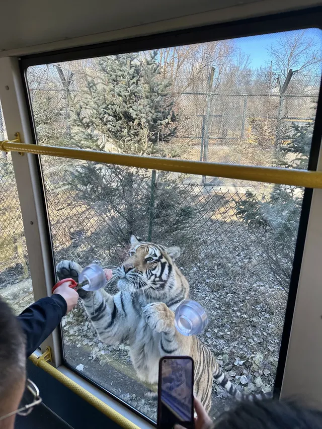 哈爾濱東北虎林園半日遊！！（內含攻略）
