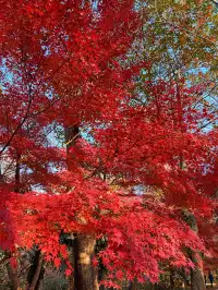 live圖的意義|南京中山植物園紅楓美瘋了