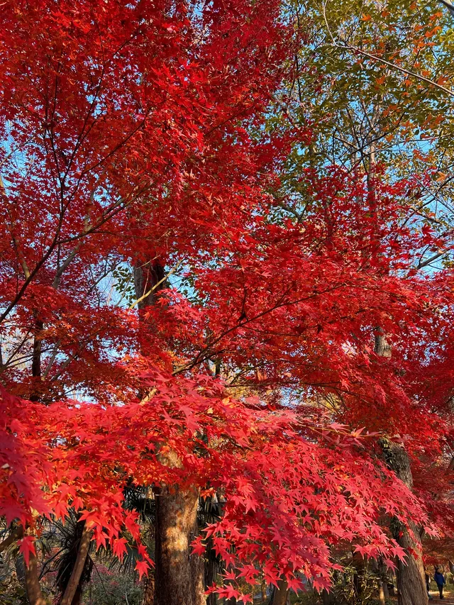 live圖的意義|南京中山植物園紅楓美瘋了 live圖的意義|南京中山植物園紅楓美瘋了