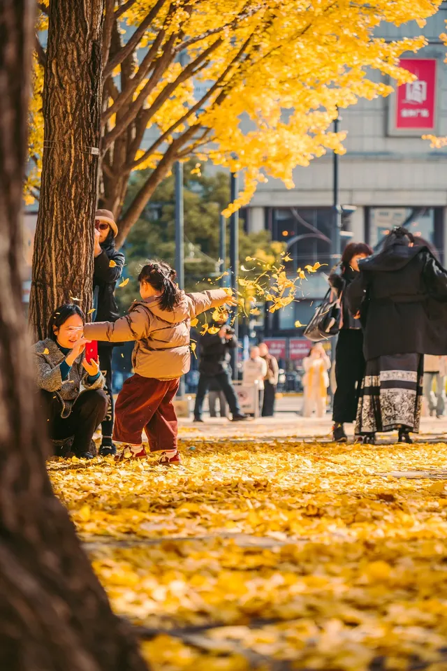 就在中環內|一個週末賞遍上海的銀杏之海