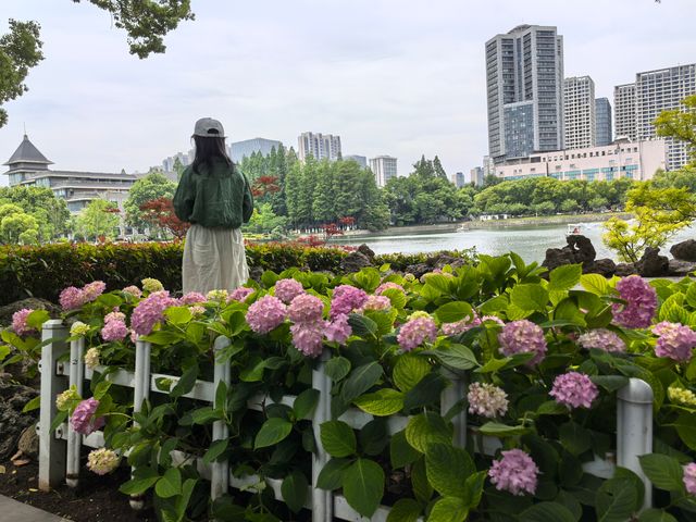 五月必刷南京繡球公園花開成海 美到犯規 五月必刷南京繡球公園花開成海 美到犯規