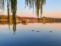 銀杏飄落是獨屬於北京的浪漫