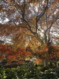 12.3魯迅公園秋日進度100％（附機位）