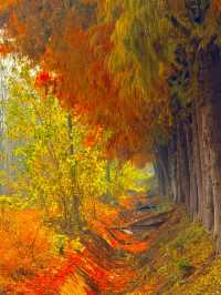 citywalk 狂喜藏在市區的金色森林