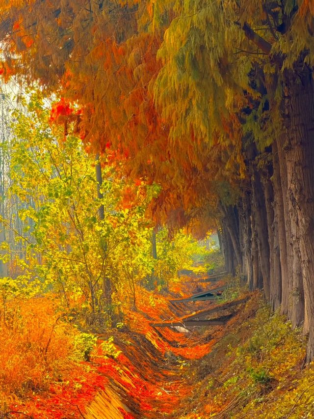 citywalk 狂喜藏在市區的金色森林