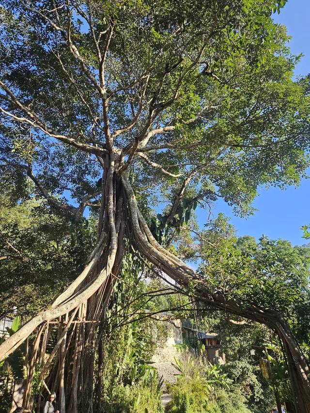 景邁山放空的48小時 景邁山放空的48小時