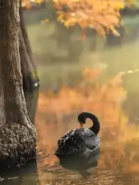 愛上金陵的秋(五)