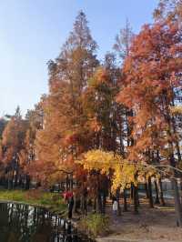 共青華明橋|水杉紅透秋意濃