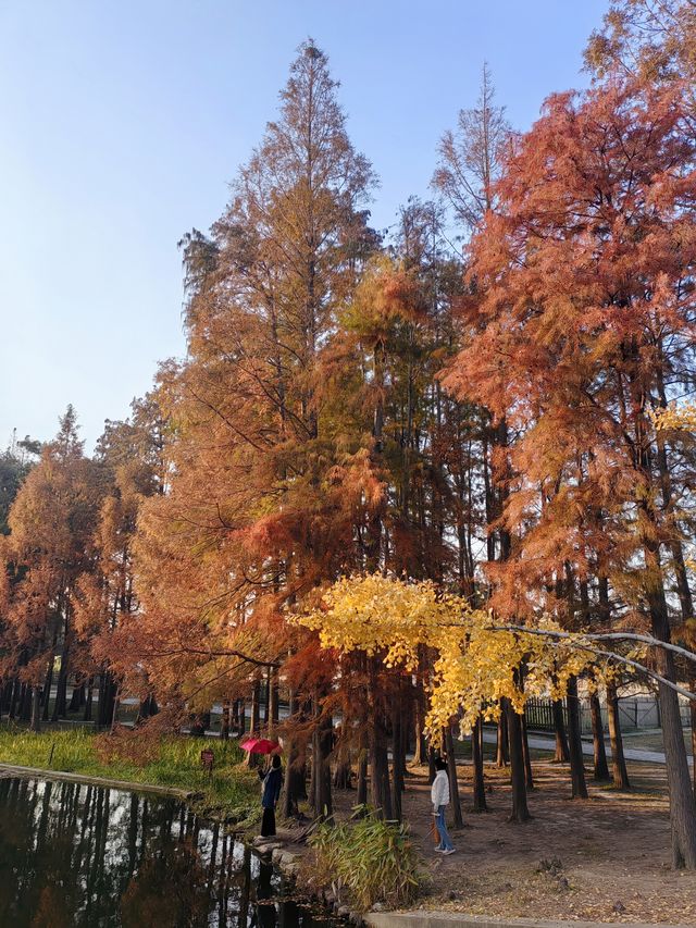 共青華明橋|水杉紅透秋意濃 共青華明橋|水杉紅透秋意濃