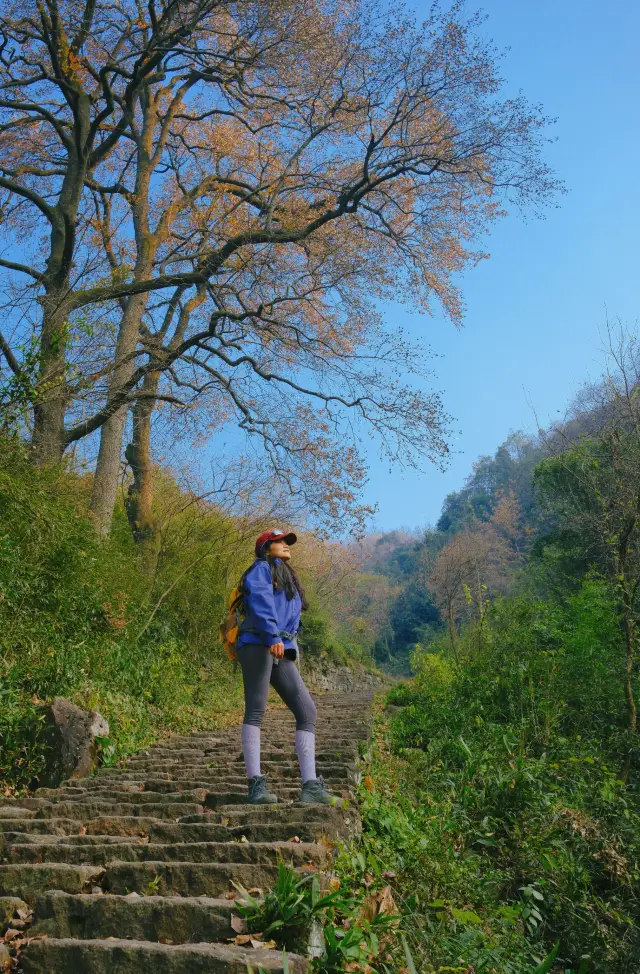 Jiangsu-Zhejiang-Shanghai Hiking | Taoyanling Ancient Trail Parent-Child Maple Viewing Route, Highly Recommended!