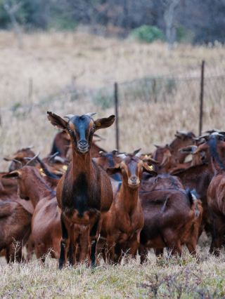 Forget about the red leaves of Bazhong! This yellow sheep from Nanjiang is the real autumn/winter star!