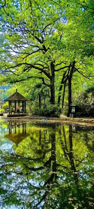 昆明黒竜潭のツツジ｜モネの庭園に迷い込んだかのような春の神レベルのフォトスポット